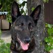 PEKSI - DRINGEND Pflege- oder Endplatz gesucht - weiblich 7 Jahre 58 cm 27 kg Holländischer